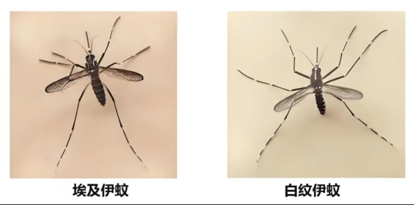 富裕配 权威解读基孔肯雅热！传播途径、南沙区就医等攻略请查收